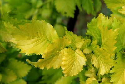 Ulmus minor 'Wredei'- jilm habrolistý - jarní listy